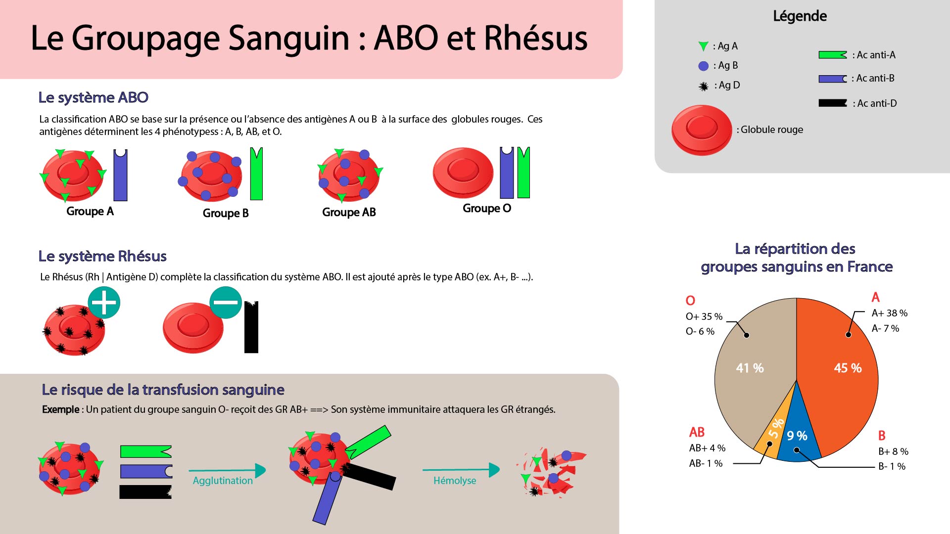 Infographie réalisée sur Illustrator